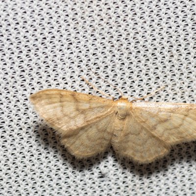 Idaea dilutaria (žlutokřídlec mechový), Kateřinská jeskyně