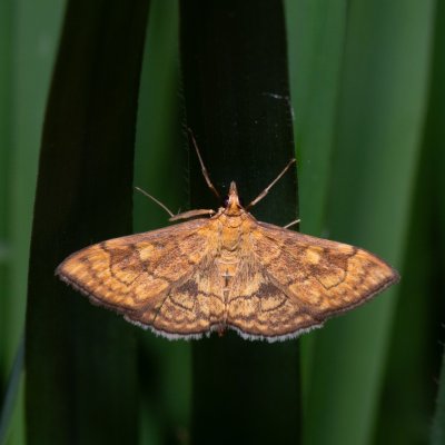 Anania verbascalis (zavíječ diviznový), Kobylí