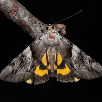 Catocala fulminea (stužkonoska švestková), PR Svatý kopeček