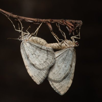 Epirrita sp., Žebětín