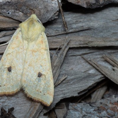 Xanthia icteritia (zlatokřídlec vrbový), PP Augšperský potok