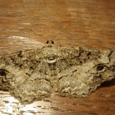 Alcis bastelbergeri (různorožec černopásý), SK, Štôla