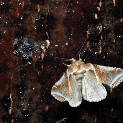 Habrosyne pyritoides (můřice bělopásná), Březina