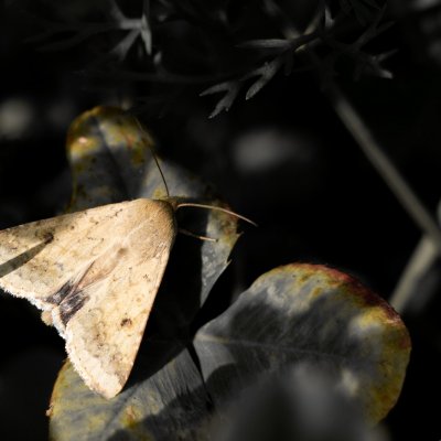 Helicoverpa armigera (černopáska bavlníková), Žebětín