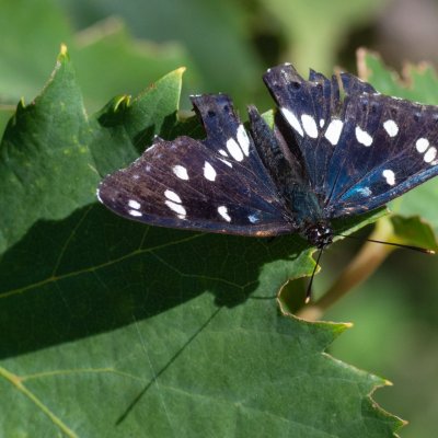 Limenitis reducta (bělopásek jednořadý), HR, Jablanac