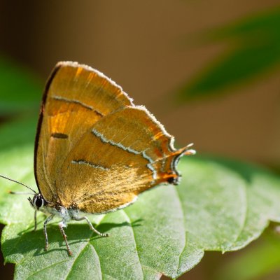 Thecla betulae (ostruháček březový), Nesovice