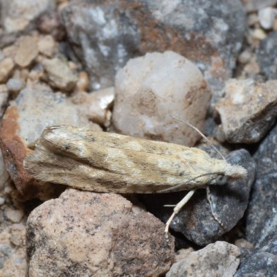 Thiodia citrana (obaleč pomerančovníkový), Hády