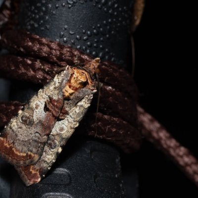 Epilecta linogrisea (osenice žlutošedá), PP Skalky u Sedlece