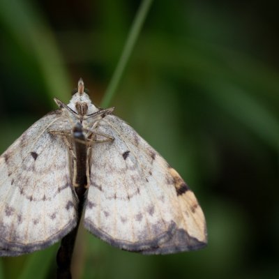 Eulithis populata (píďalka osiková), SK, NPR Furkotská dolina, Tatry
