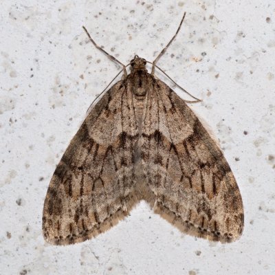 Trichopteryx polycommata (šedokřídlec ptačízobový), Prlov