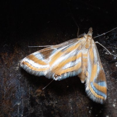 Eoophyla nigripilosa (-), TH, Khao Sok