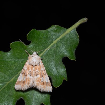 Eremobia ochroleuca (travařka okrová), PR Svatý kopeček