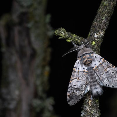 Furcula furcula (hranostajník jívový), Střelice