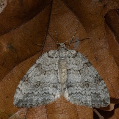 Epirrita sp., Žebětín