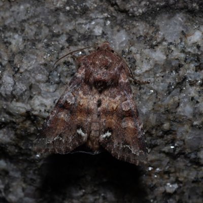 Ceramica pisi (můra hrachová), SK, Štôla