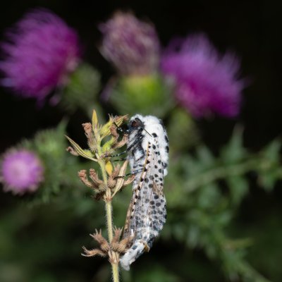 Zeuzera pyrina (drvopleň hrušňový), PR Svatý kopeček