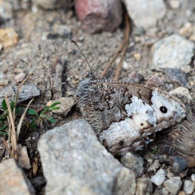 Hipparchia fagi (okáč medyňkový), PR Biskoupský kopec