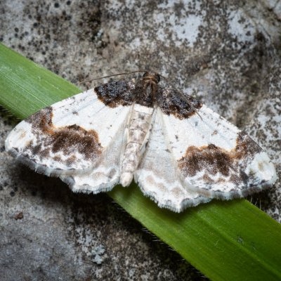 Ligdia adustata (skvrnopásník brslenový), Lysá hora u Ochozu