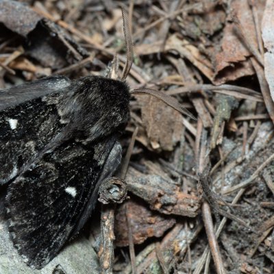 Cosmotriche lobulina (bourovec měsíčitý), Devět křížů