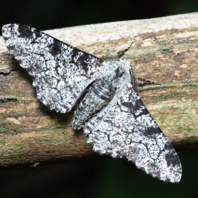 Biston betularia (drsnokřídlec březový), Nebovidy