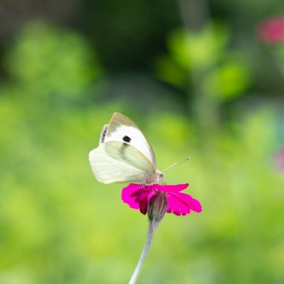 Pieris brassicae (bělásek zelný), Kníničky