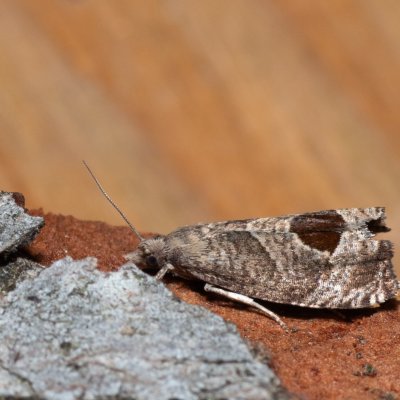 Notocelia uddmanniana (obaleč ostružníkový), Devět křížů