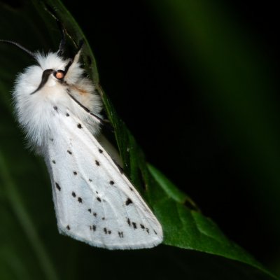 Spilosoma lubricipeda (přástevník mátový), PP Augšperský potok