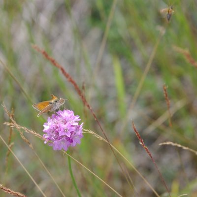 Thymelicus sylvestris (soumračník metlicový), Havranické vřesoviště