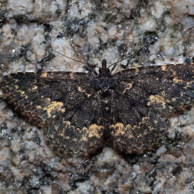 Parascotia fuliginaria (hnědavka tmavá), SK, Štôla