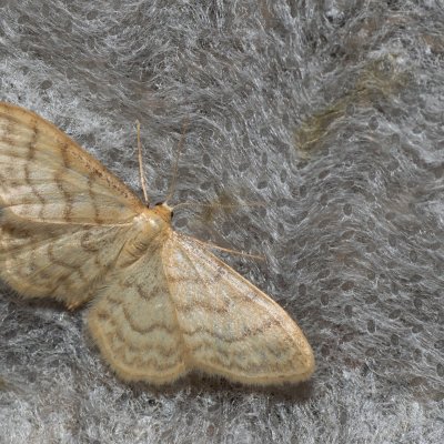 Idaea dilutaria (žlutokřídlec mechový), Kateřinská jeskyně