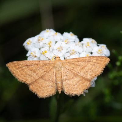 , NPP Červený kopec