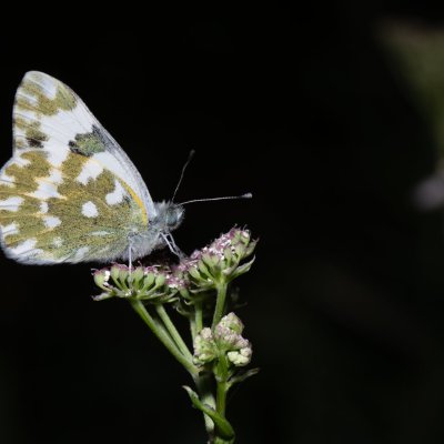 Pontia edusa (bělásek rezedkový), NPP Na Adamcích