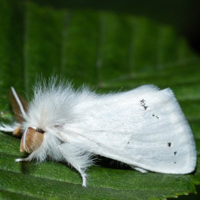 Euproctis chrysorrhoea (bekyně zlatořitná), Žebětín