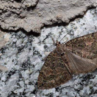 Hydriomena furcata (píďalka jívová), SK, Štôla