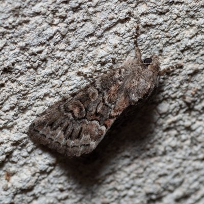 Thalpophila matura (blýskavka travní), HR, Jablanac