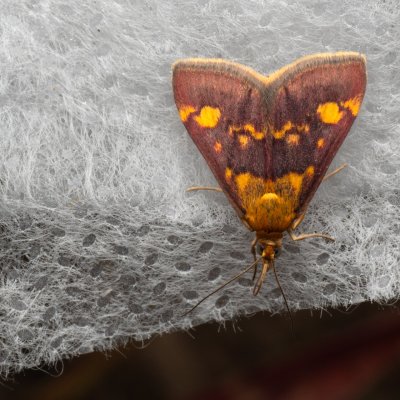 Pyrausta purpuralis (zavíječ purpurový), PP Na cvičišti