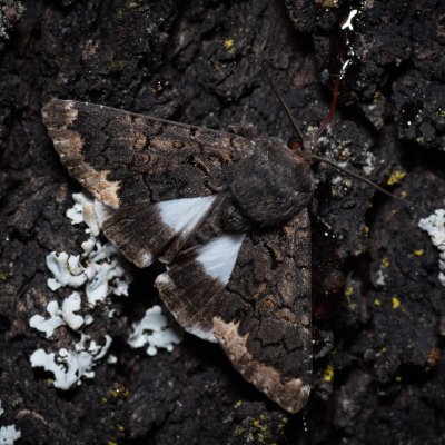 Catephia alchymista (hnědopáska alchymista), HR, Jablanac