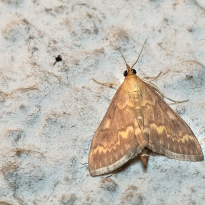 Ostrinia nubilalis (zavíječ kukuřičný), Lukovany