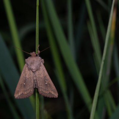 Mythimna albipuncta (plavokřídlec bělotečný), Žebětín