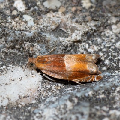 Ancylis mitterbacheriana (obaleč hnědoskvrnný), Kývalka