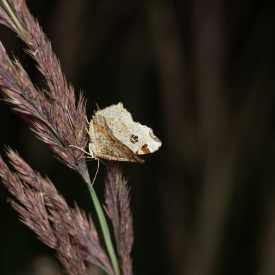 Macaria notata (kropenatec březový), Žebětín