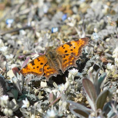 Polygonia c-album (babočka bílé c), Nesyt