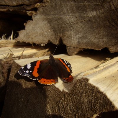 Vanessa atalanta (babočka admirál), Lubě