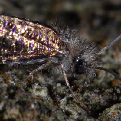 Eriocranioidea sp., Helenčina studánka