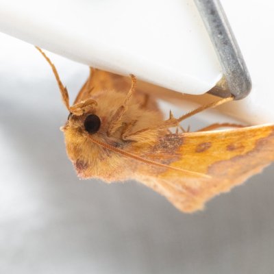 Tiliacea aurago (zlatokřídlec bukový), Kamenný vrch