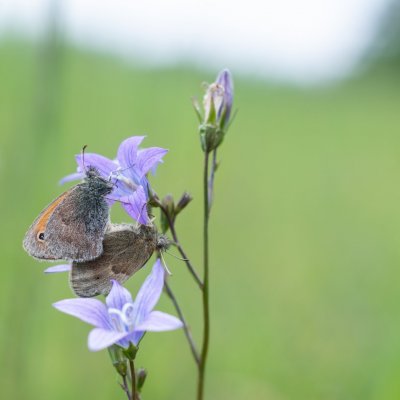 Coenonympha pamphilus (okáč poháňkový), PR Biskoupský kopec