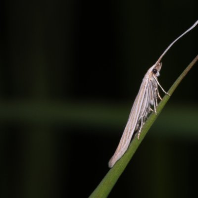 Coleophora sp., PR Kamenný vrch