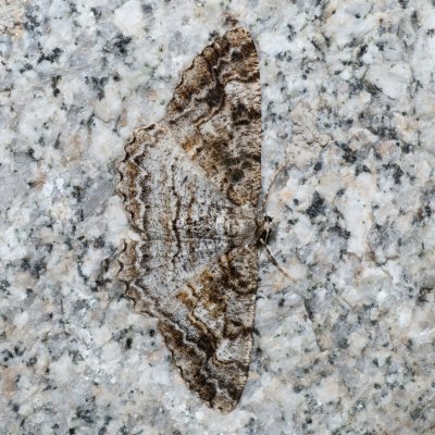 Alcis repandata (různorožec vrbový), SK, Štôla