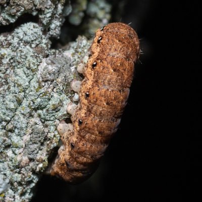 Noctua fimbriata (osenice zemáková), Hornek