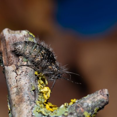 Lycia pomonaria (drsnokřídlec ovocný), PR Kamenný vrch